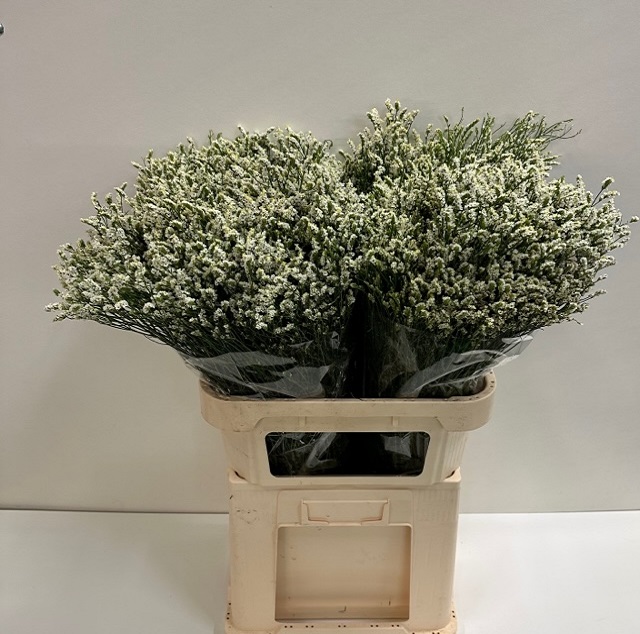 Limonium pina colada.jpg